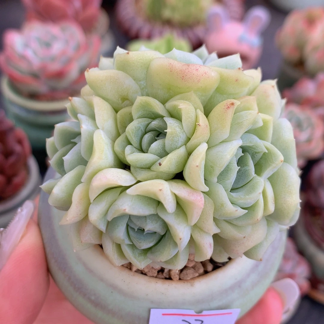 p****1一物一拍满三十包邮喔33