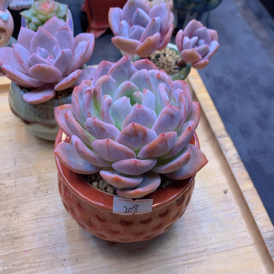 木**i一物一拍满30包邮 208