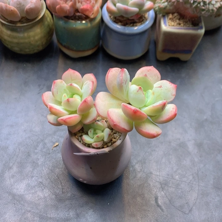 一物一拍满30包邮 59