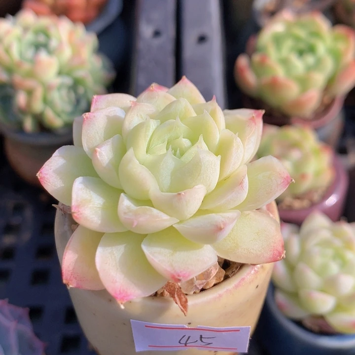 一物一拍含盆土满三十包邮45