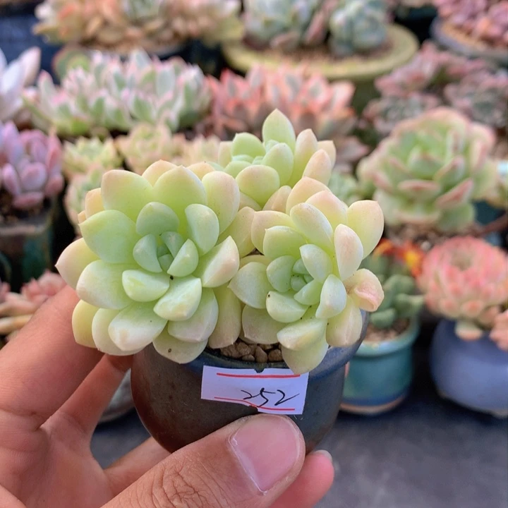 一物一拍满30包邮 252