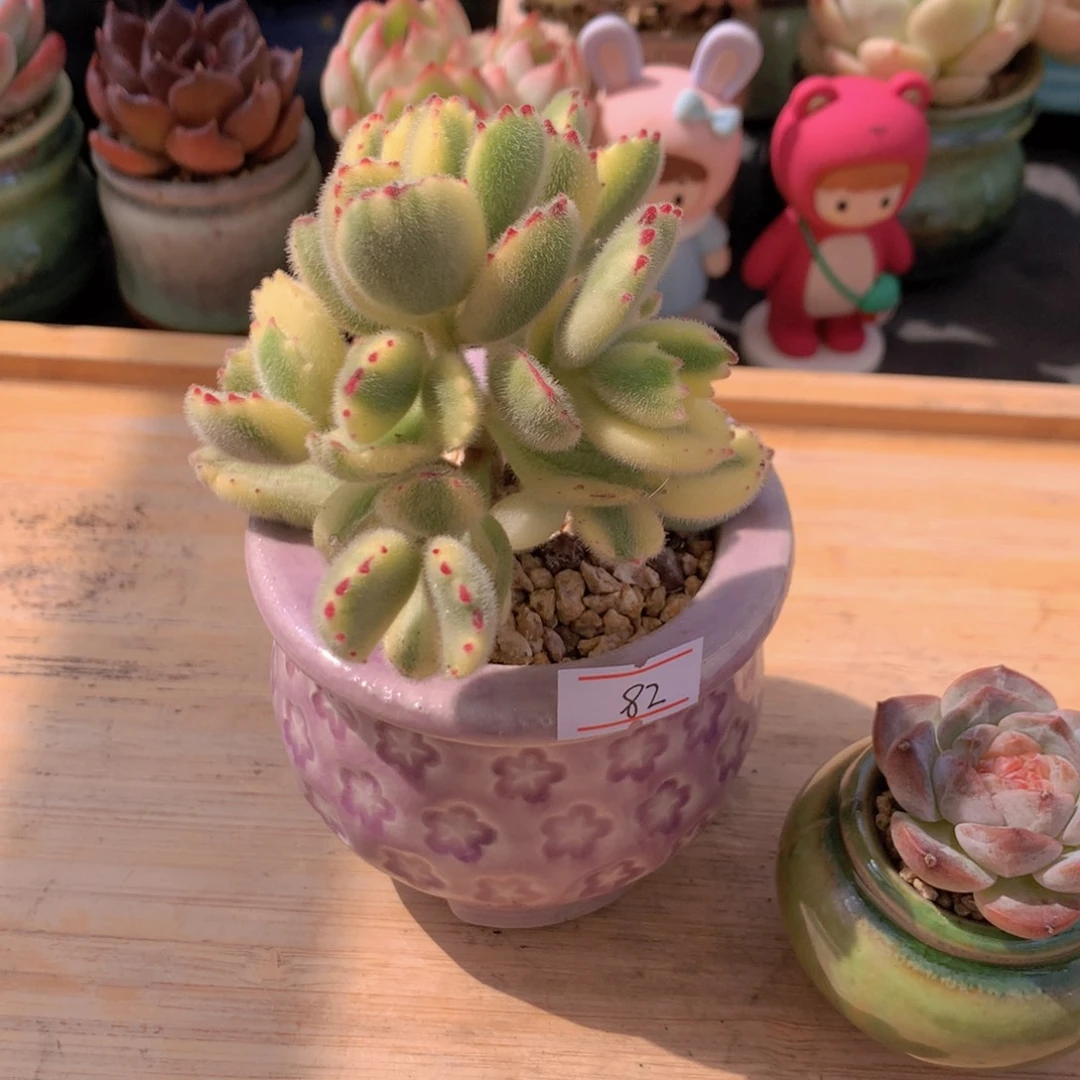 一物一拍满30包邮 82