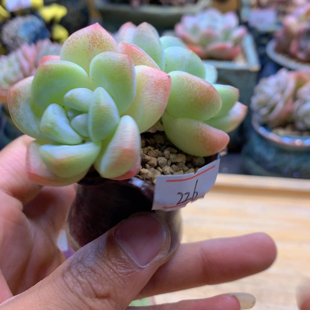一物一拍满30包邮 226