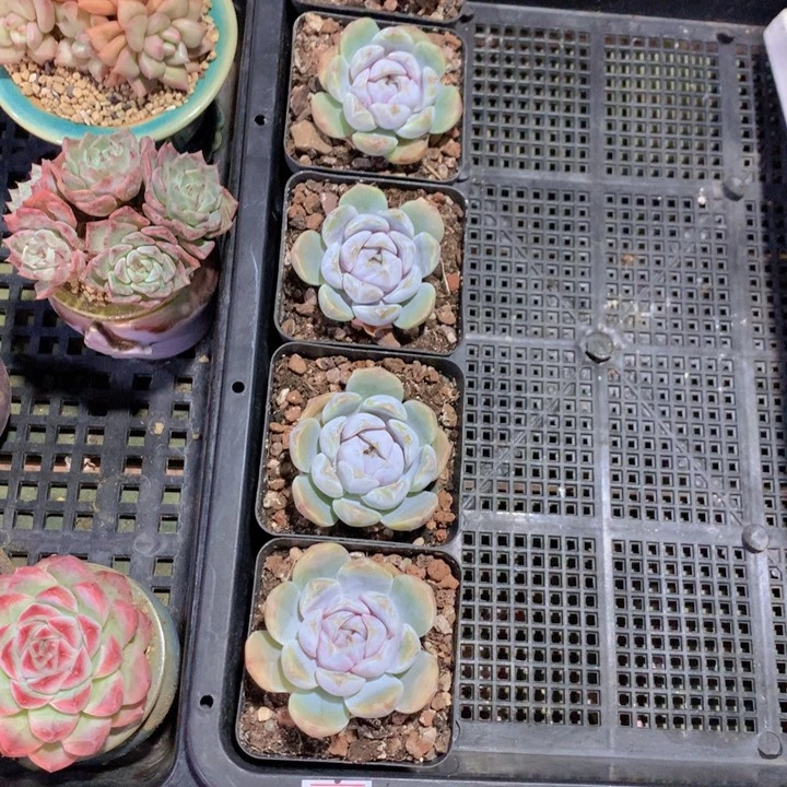 一物一拍满30包邮 127量拍