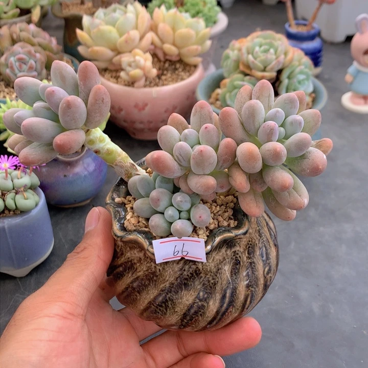 一物一拍满30包邮 66