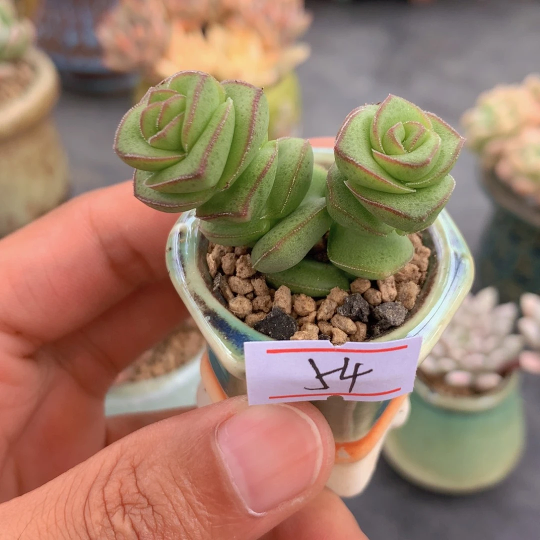 胡****?一物一拍满30包邮 54