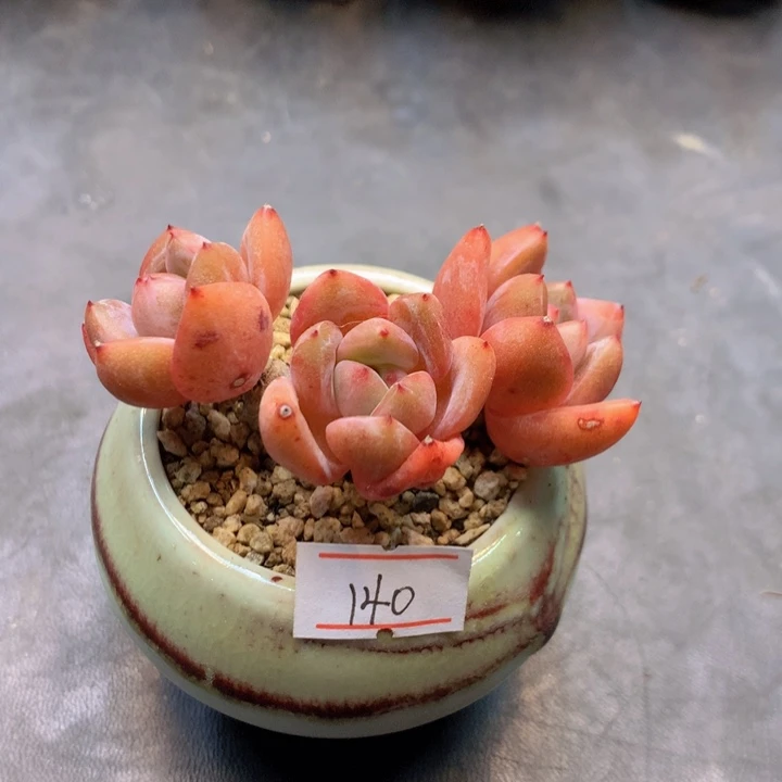 一物一拍满30包邮 140