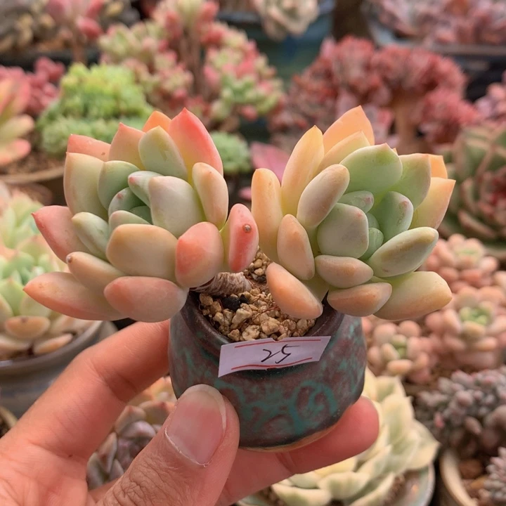 一物一拍满30包邮 25