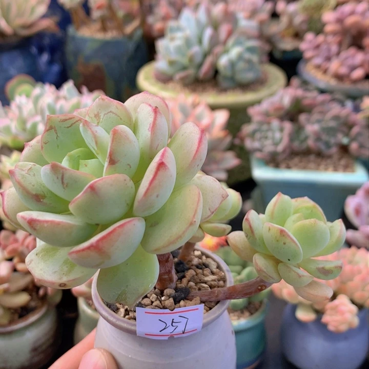 一物一拍满30包邮 257