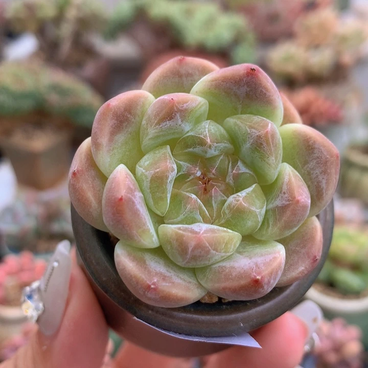 一物一拍满三十包邮喔12