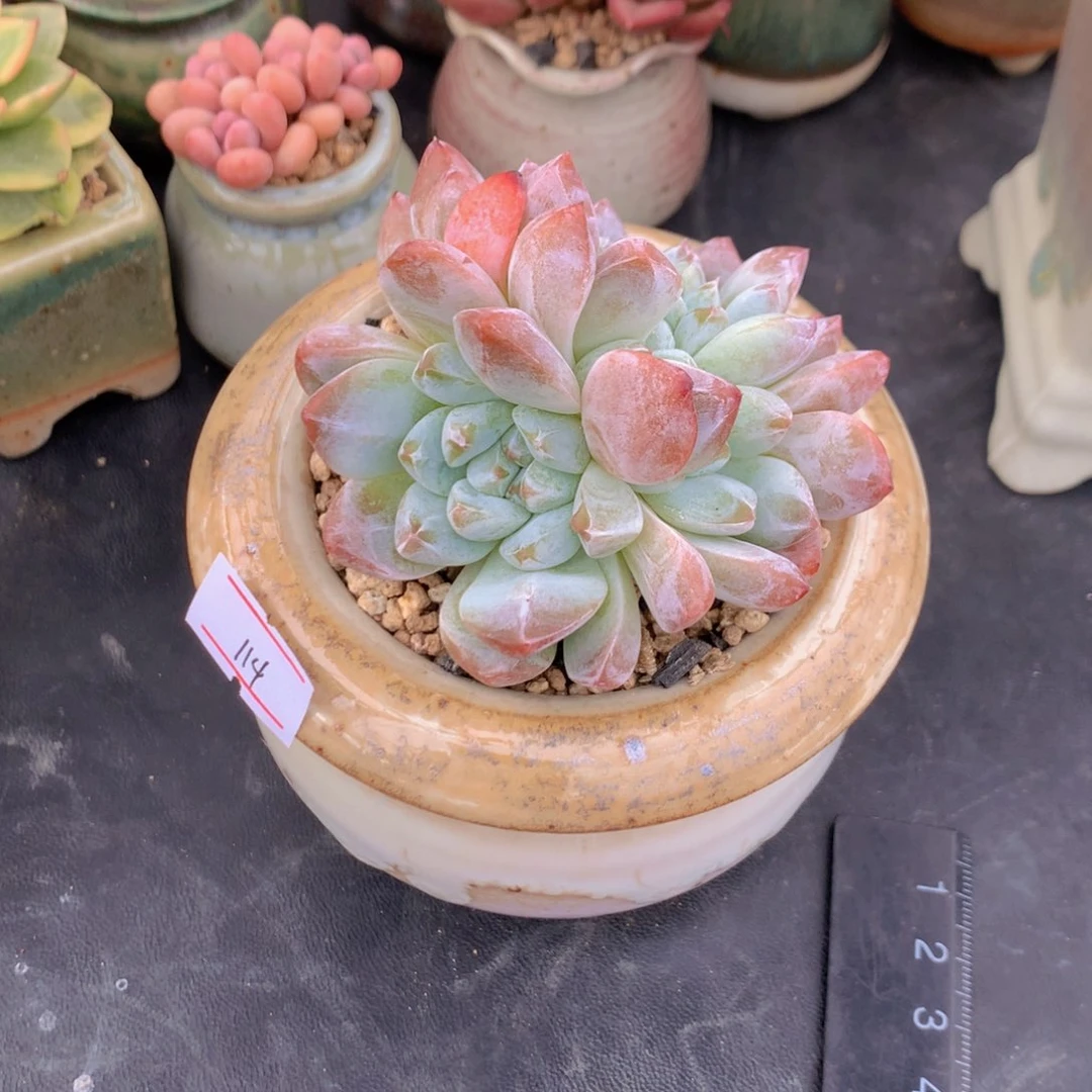 一***?一物一拍满30包邮