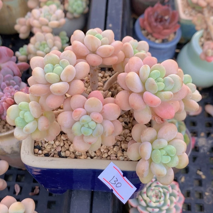 一物一拍满30包邮 130