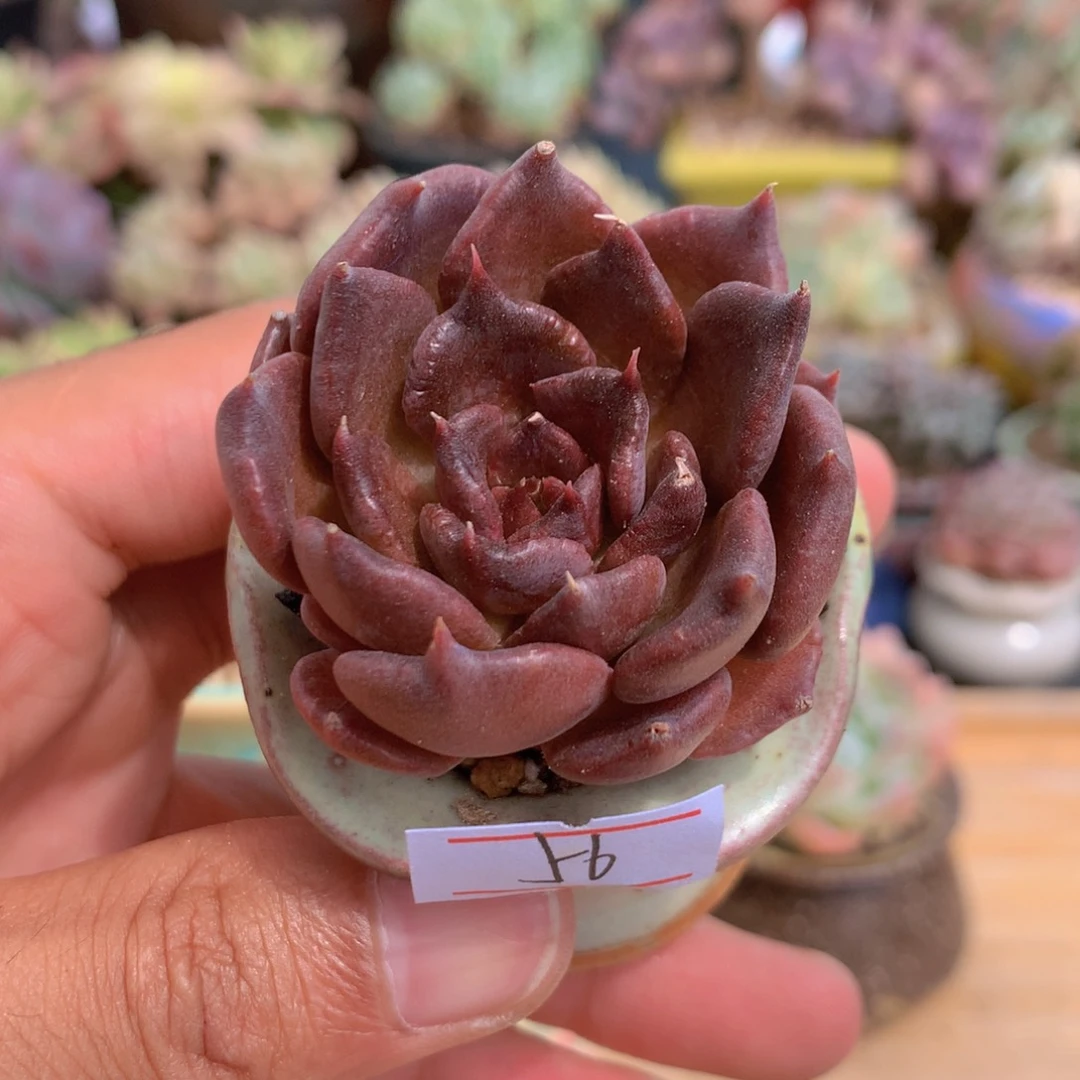 一物一拍满30包邮 56