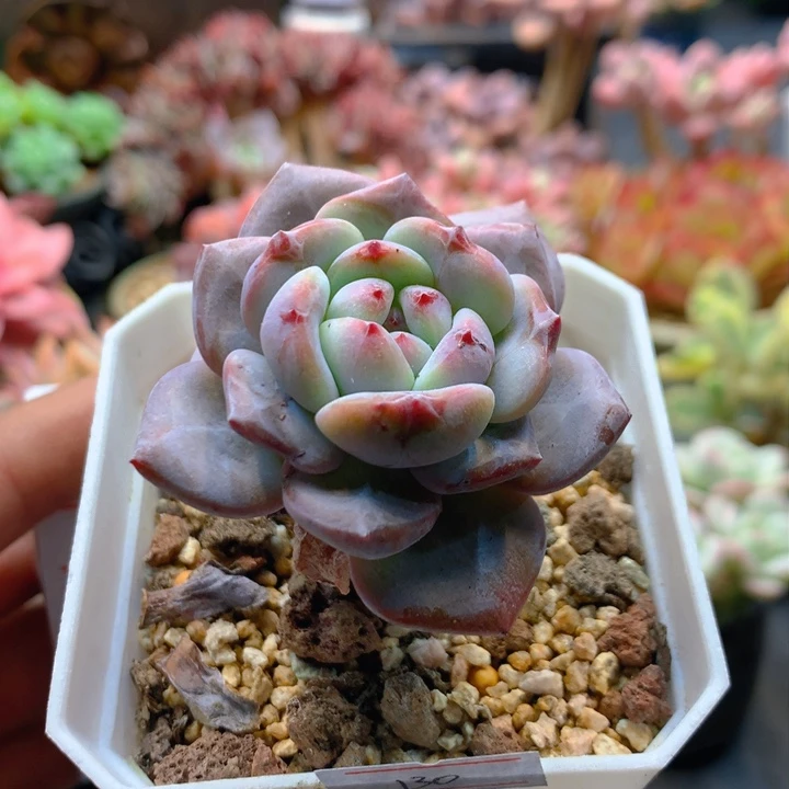 一物一拍满30包邮 130