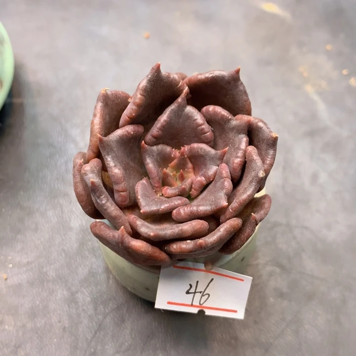 一物一拍满30包邮 46