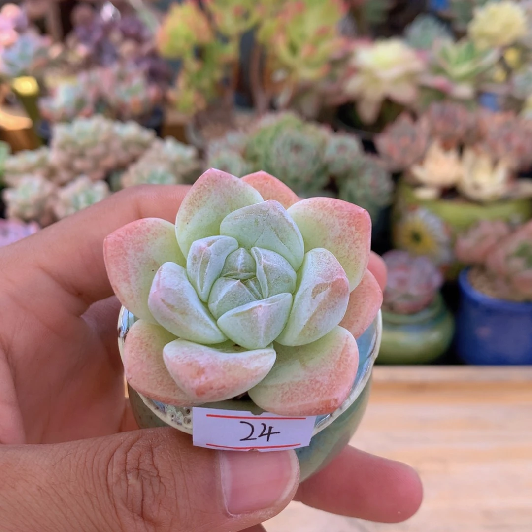 一物一拍满30包邮 24