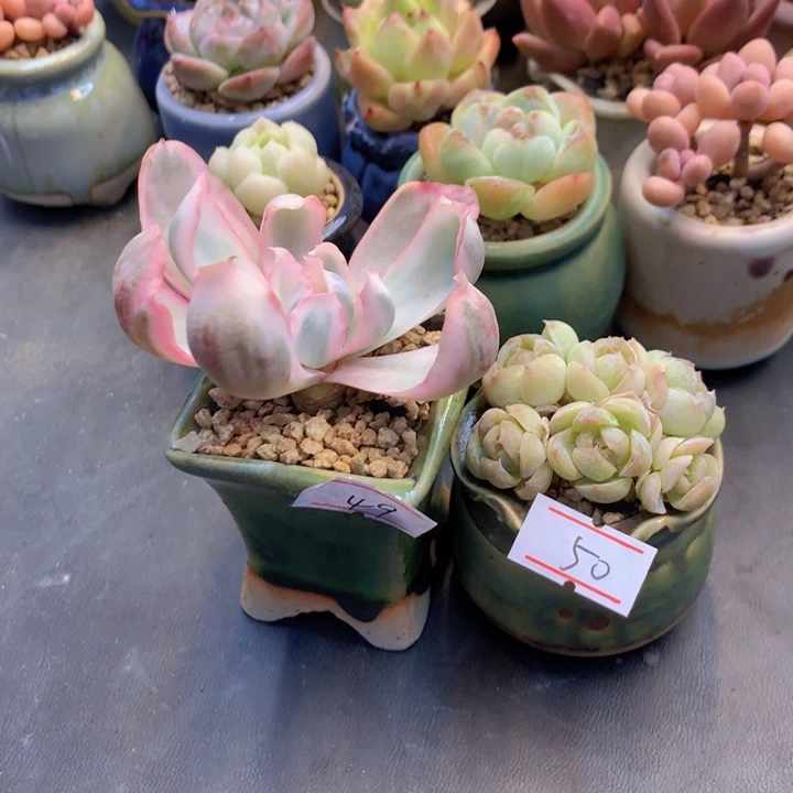 眠*一物一拍满三十包邮喔49 50