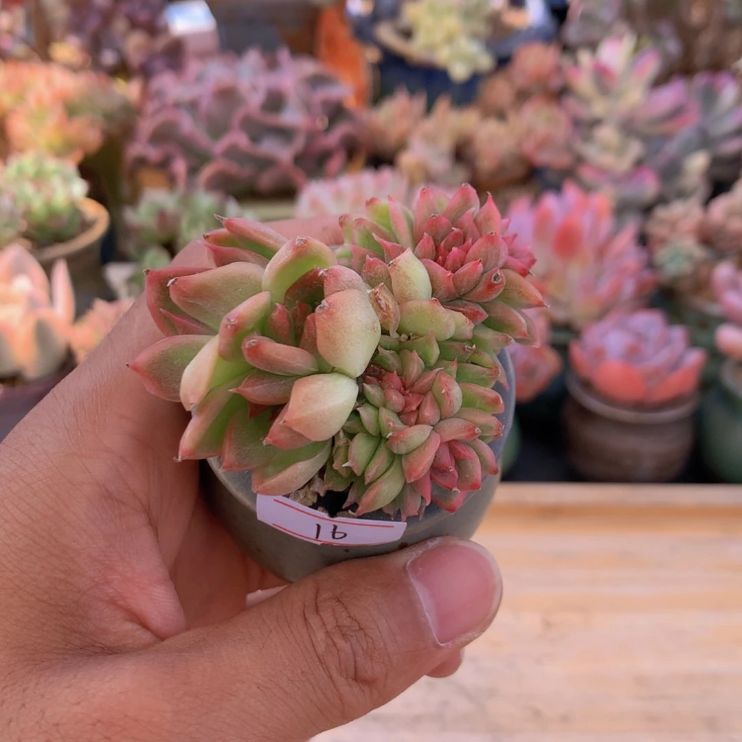 一物一拍满30包邮 16