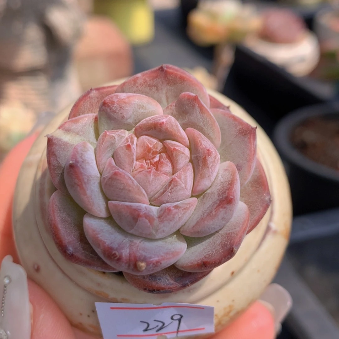 子****0一物一拍满三十包邮喔229