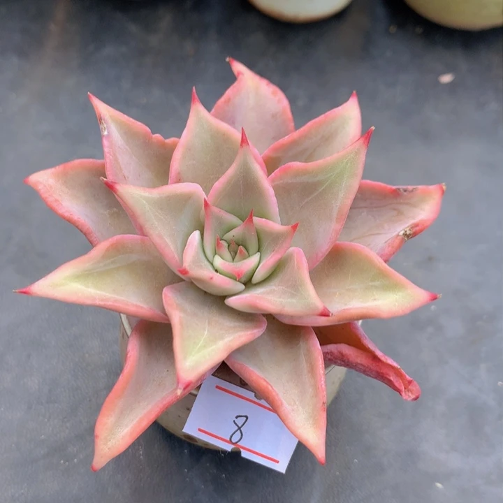 一物一拍满30包邮 8