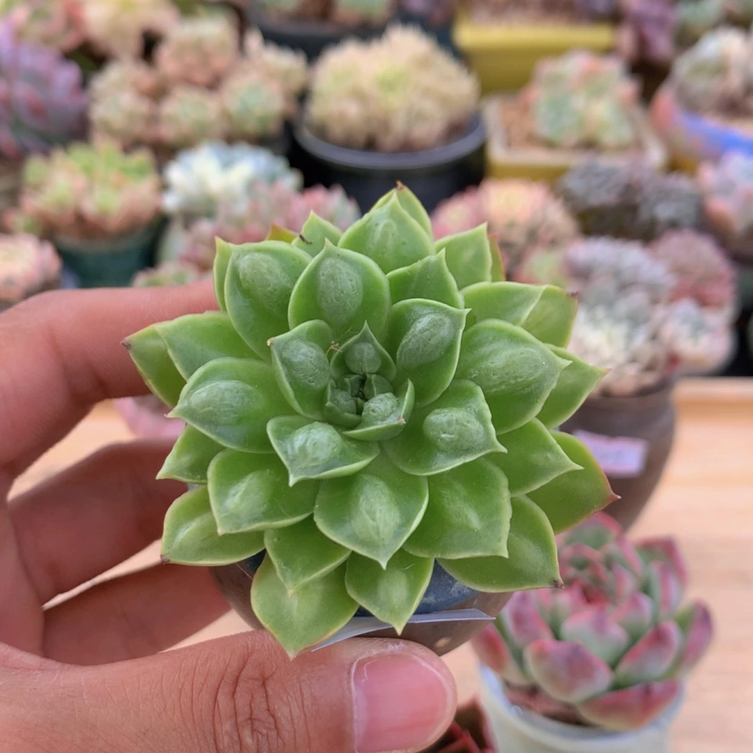 一物一拍满30包邮 110