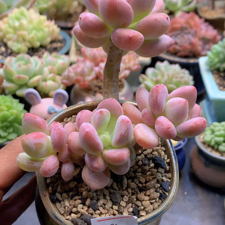 一物一拍满30包邮 332