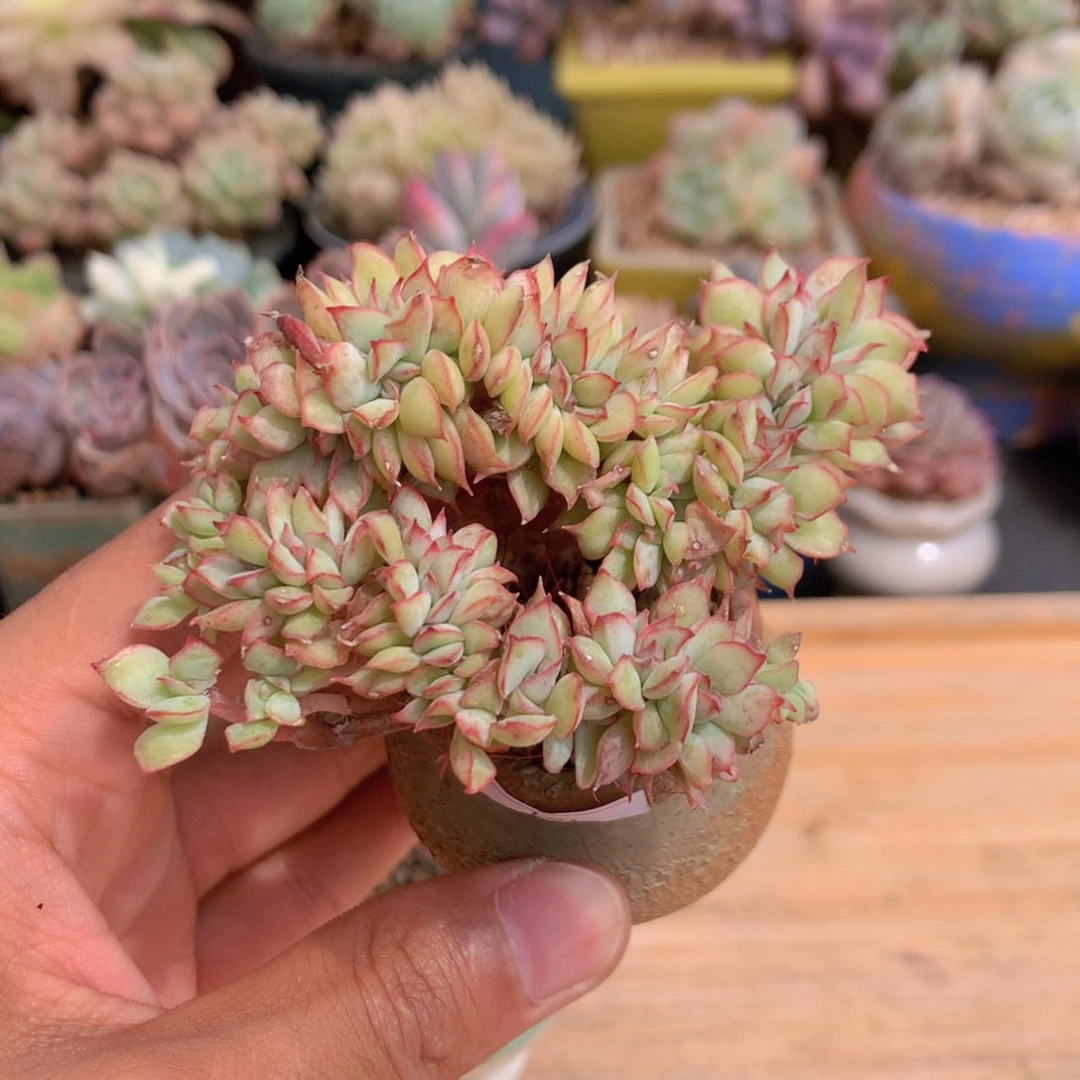 一物一拍满30包邮 60