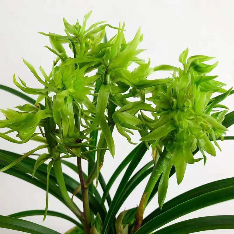 《精品》年宵兰花带花苞春兰花开富贵浓香型室内绿植花卉盆栽