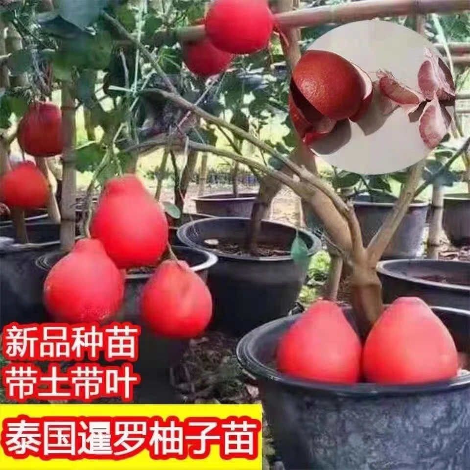 【直播间一物一拍】各种果树苗带土带叶发货