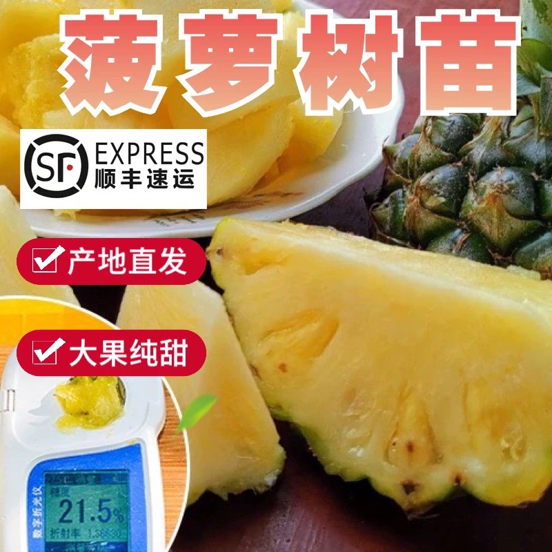 正宗台湾金钻凤梨苗阳台发货种植菠萝果树苗带叶盆栽地栽当年结果