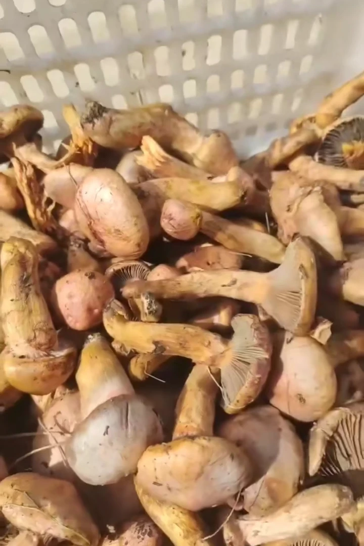 东北特产新鲜松树伞（红蘑）