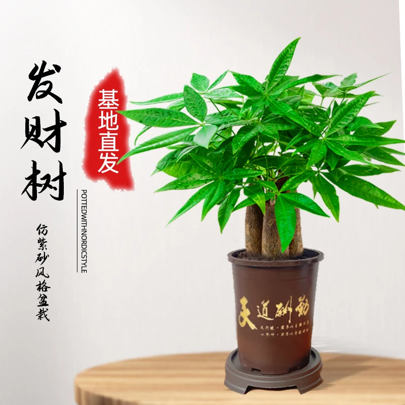 发财树室内桌面办公室步步高升盆栽绿植四季观叶植物