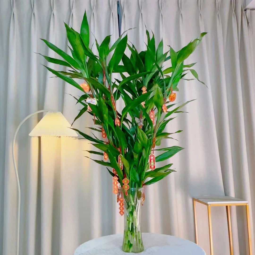 【10棵带挂件】富贵竹水培植物开运竹花卉绿植室内花客厅水养办公