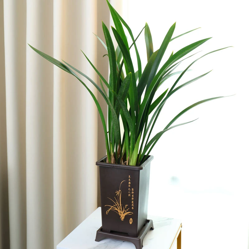 【8-10苗】墨兰企黑报岁兰宽叶兰花苗素心白墨客厅阳台绿植花卉