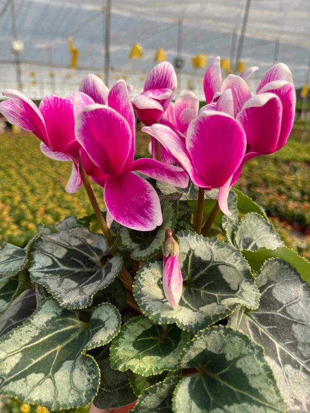 【梦幻精灵仙子紫】仙客来室内观赏花卉