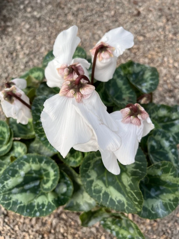 【巴黎之吻 白 稀有品 】仙客来室内观赏花卉