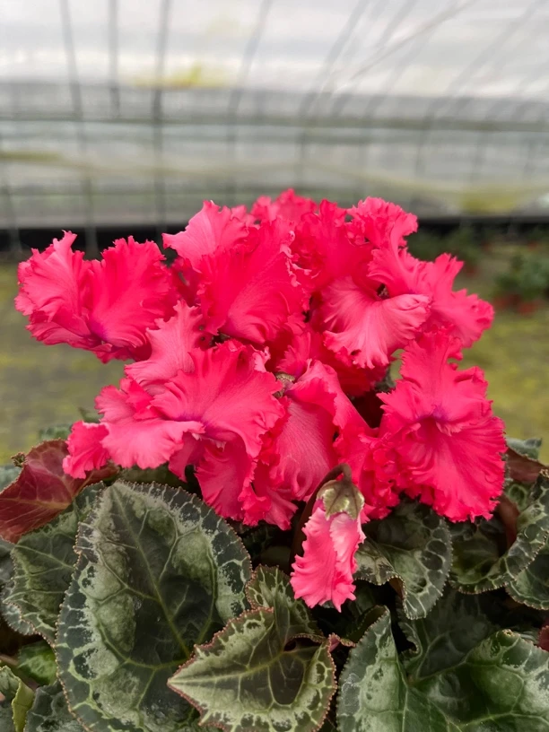 【妖精西瓜红】仙客来室内观赏花卉