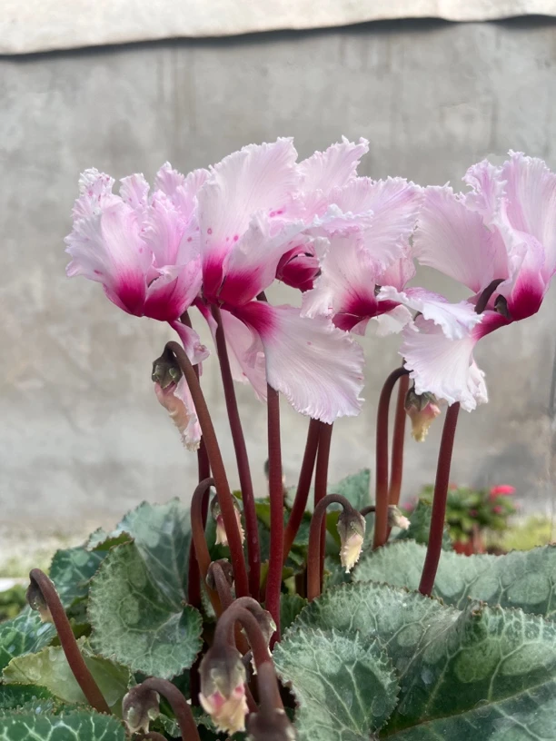 【蕾丝粉】 仙客来室内花卉