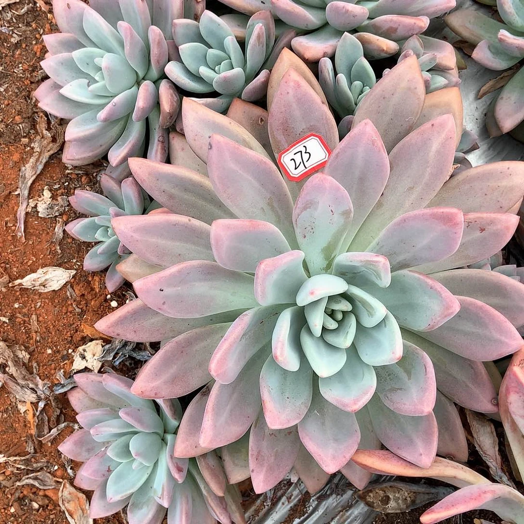 抬****猪胖哥多肉一物一拍奥普273