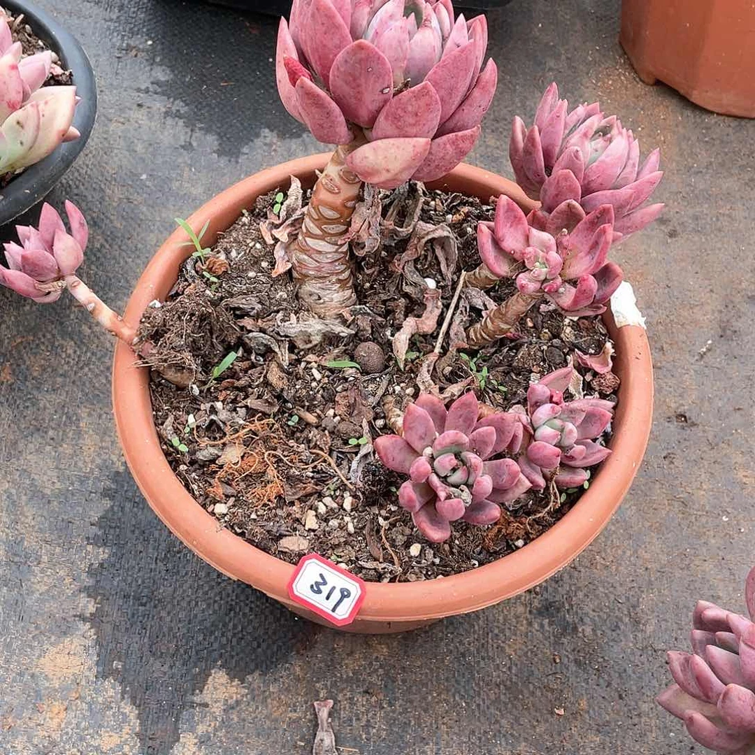 319桃花源 一物一拍多肉