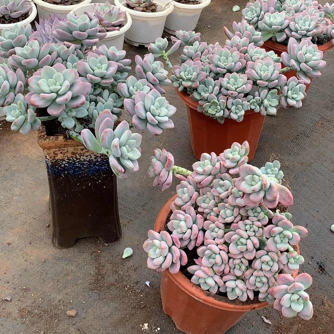 量拍多肉：红洛神19.8米