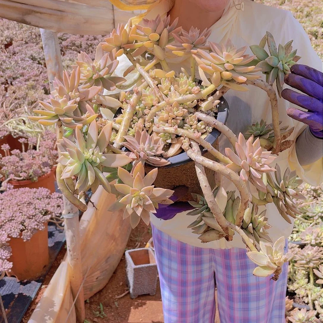 橙色恋人19.8 胖哥多肉推荐