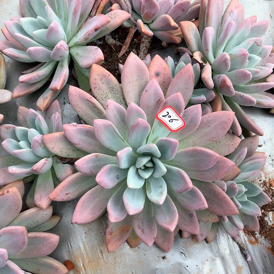 胖哥多肉一物一拍奥普206