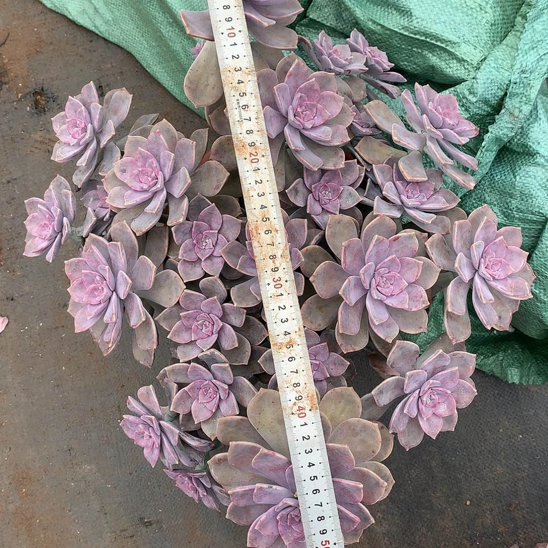 胖哥多肉推荐紫乐49