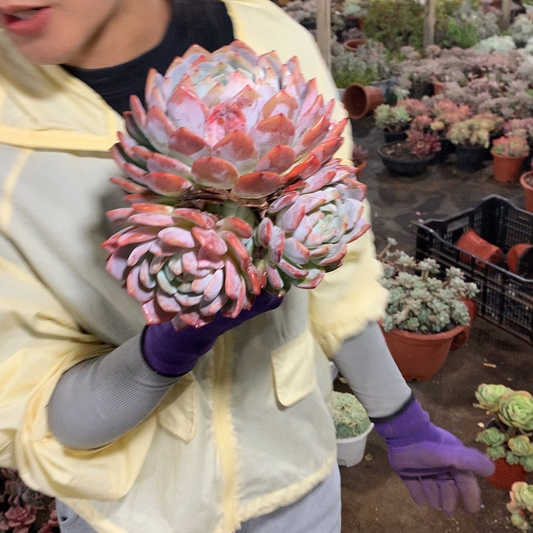 橙子39 胖哥多肉推荐