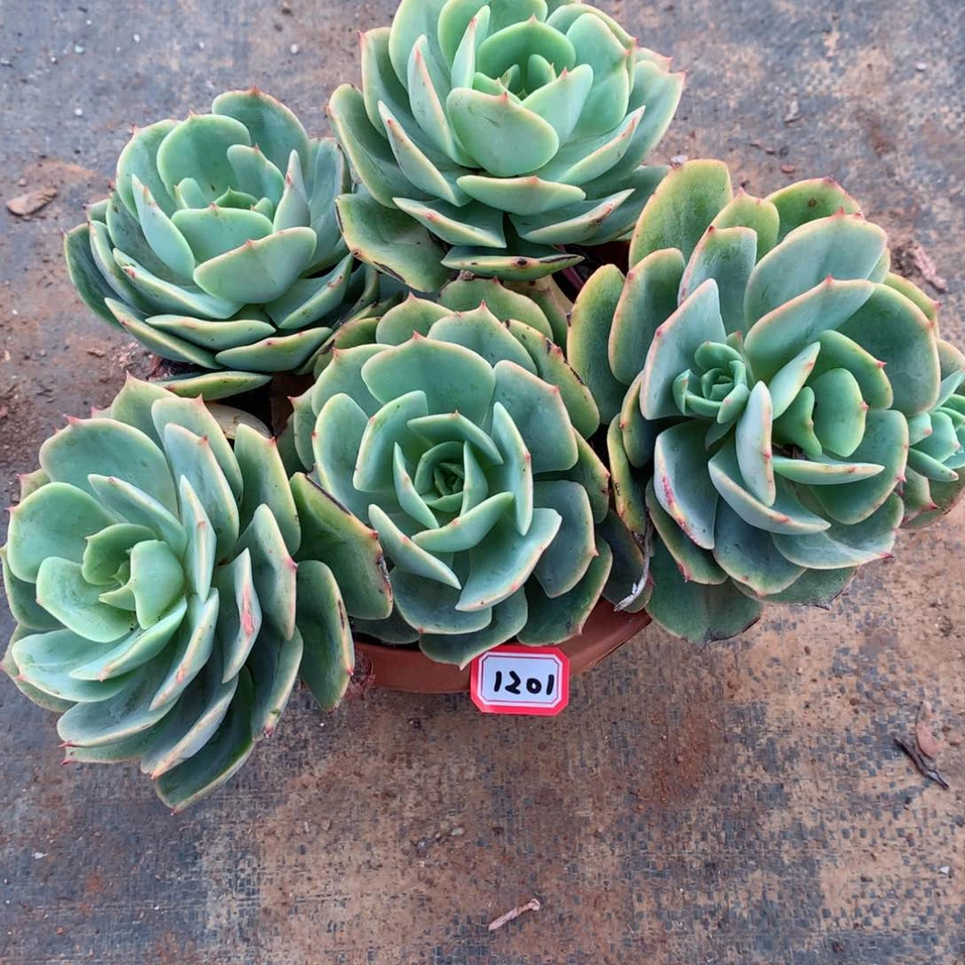 1201白雪 一物一拍多肉