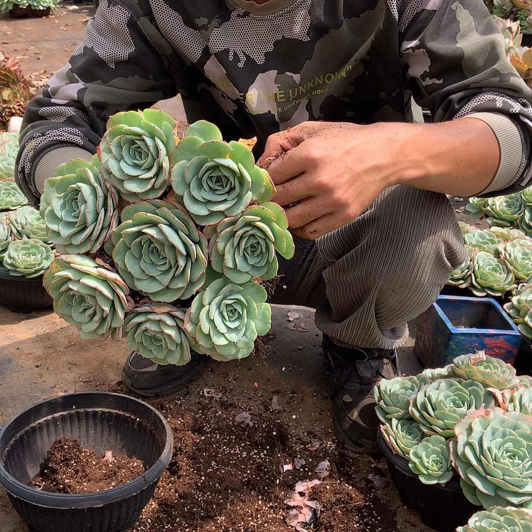 胖哥多肉推荐奶油黄桃22.8