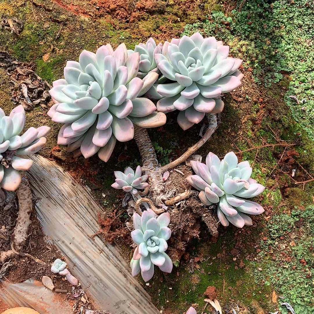 胖哥多肉一物一拍地载奥普104