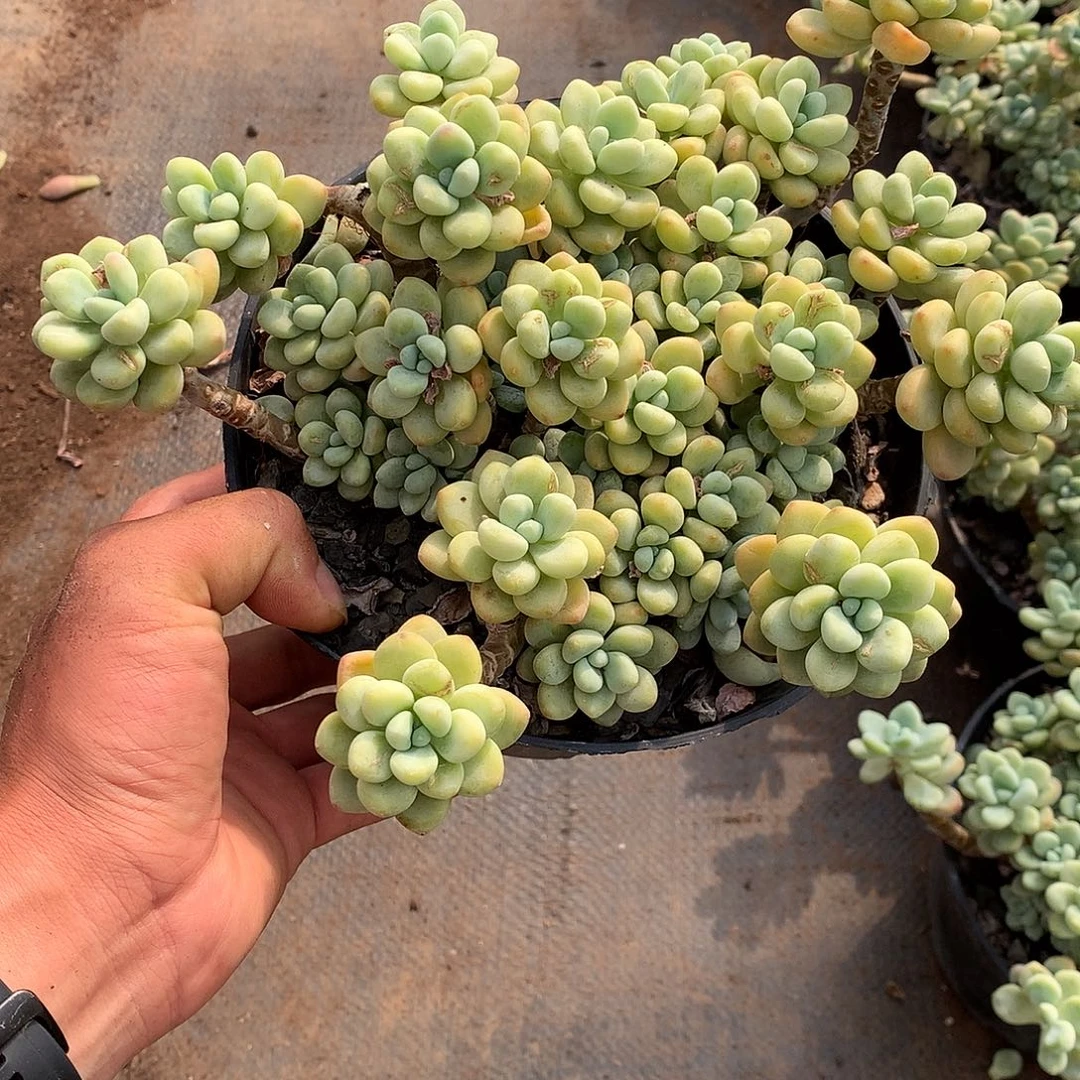 胖哥多肉推荐劳尔9.9（拍二发三）