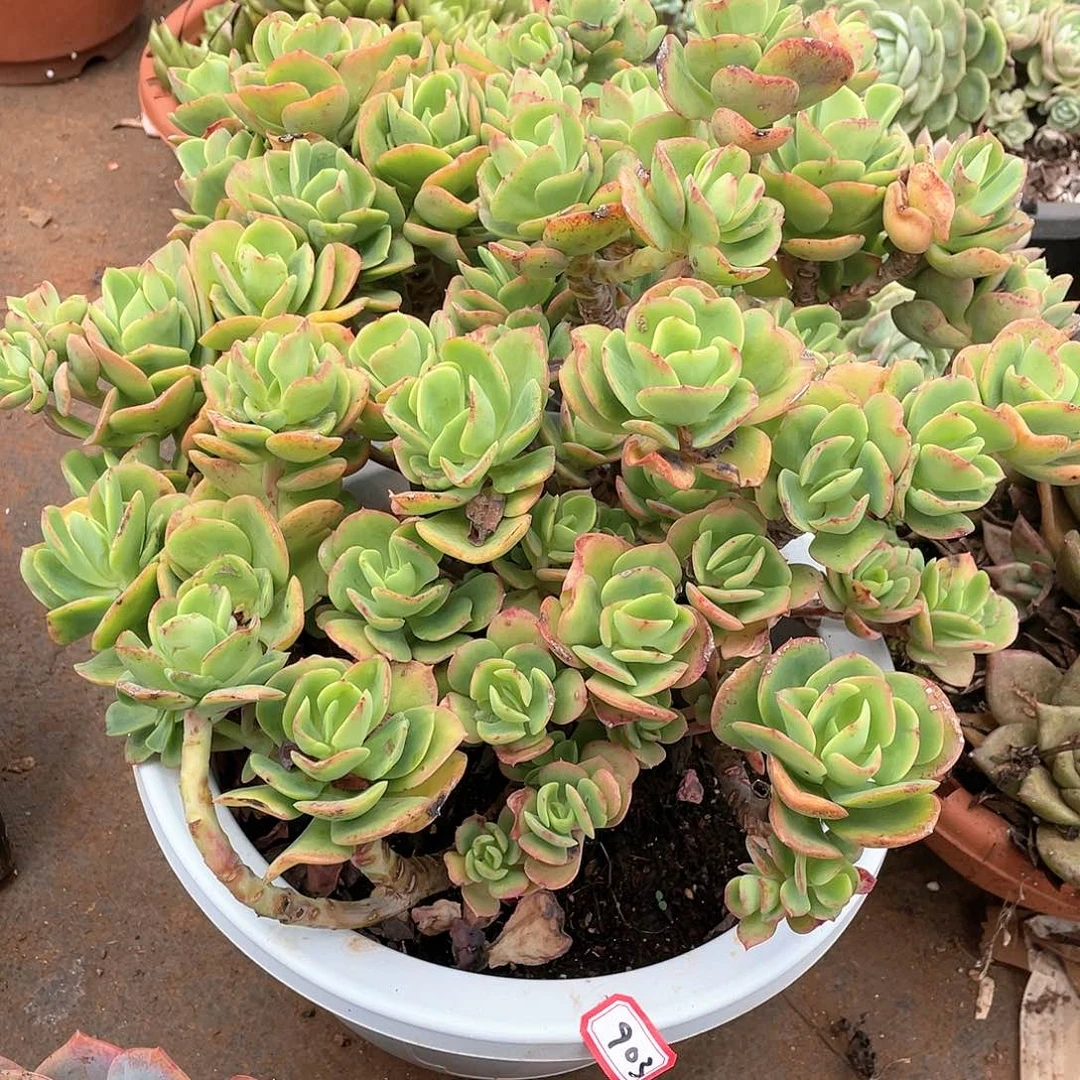 903火焰玫瑰 一物一拍多肉